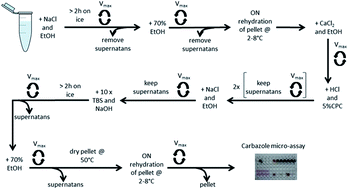 Graphical abstract: Characterization of suspected dermal fillers containing hyaluronic acid