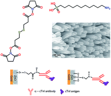 Graphical abstract: Surface modification of ZnO nanostructured electrodes with thiol and phosphonic acid moieties for biosensing applications
