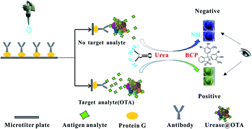 Graphical abstract: Colorimetric ELISA with an acid–base indicator for sensitive detection of ochratoxin A in corn samples