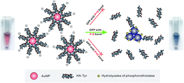 Graphical abstract: Hyaluronan–tyrosine–gold nanoparticles as an enzyme-free colorimetric probe for the detection of phosphorothiolate pesticides