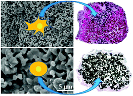 Graphical abstract: Variation of the bone forming ability with the physicochemical properties of calcium phosphate bone substitutes