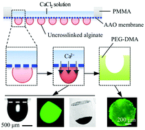 Graphical abstract: Engineering ellipsoidal cap-like hydrogel particles as building blocks or sacrificial templates for three-dimensional cell culture