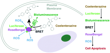 Graphical abstract: Luciferase–Rose Bengal conjugates for singlet oxygen generation by bioluminescence resonance energy transfer