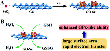 Graphical abstract: A GO–Se nanocomposite as an antioxidant nanozyme for cytoprotection