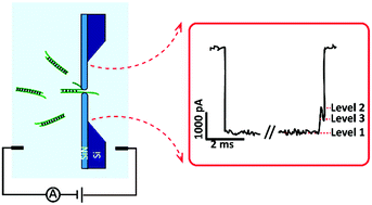 Graphical abstract: Characterization of DNA duplex unzipping through a sub-2 nm solid-state nanopore