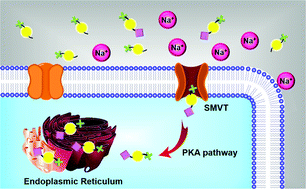 Graphical abstract: Targeted tumor detection: guidelines for developing biotinylated diagnostics