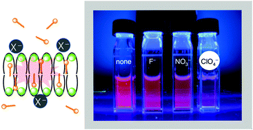 Graphical abstract: Luminescence sensing of weakly-hydrated anions in aqueous solution by self-assembled europium(iii) complexes