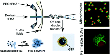 Graphical abstract: Encapsulation of a compartmentalized cytoplasm mimic within a lipid membrane by microfluidics