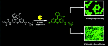 Graphical abstract: Synthesis of new hydrophilic rhodamine based enzymatic substrates compatible with droplet-based microfluidic assays