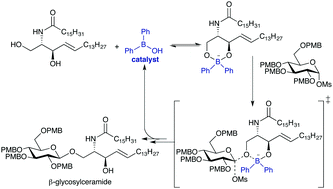 Graphical abstract: Borinic acid-catalyzed stereo- and site-selective synthesis of β-glycosylceramides