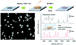 Graphical abstract: A novel method for in situ synthesis of SERS-active gold nanostars on polydimethylsiloxane film