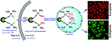 Graphical abstract: Lanthanoplatins: emissive Eu(iii) and Tb(iii) complexes staining nucleoli targeted through Pt–DNA crosslinking