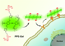 Graphical abstract: Conjugated polyelectrolytes with galactose-containing side chains for targeted hepatoma cell imaging