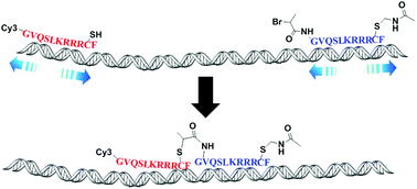 Graphical abstract: Accelerating chemical reactions by molecular sledding