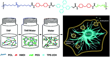 Graphical abstract: A new AIE multi-block polyurethane copolymer material for subcellular microfilament imaging in living cells