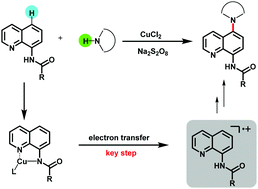 Graphical abstract: Coordination strategy-induced selective C–H amination of 8-aminoquinolines