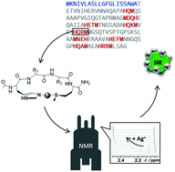Graphical abstract: Model peptide studies of Ag+ binding sites from the silver resistance protein SilE