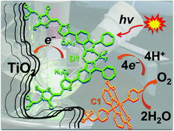 Graphical abstract: A near-infrared organic photosensitizer for use in dye-sensitized photoelectrochemical water splitting