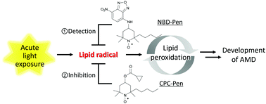 Graphical abstract: Lipid radicals cause light-induced retinal degeneration