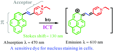 Graphical abstract: Bright red-emitting pyrene derivatives with a large Stokes shift for nucleus staining