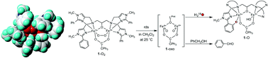 Graphical abstract: New mechanistic insights into intramolecular aromatic ligand hydroxylation and benzyl alcohol oxidation initiated by the well-defined (μ-peroxo)diiron(iii) complex