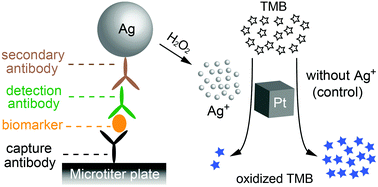Graphical abstract: A non-enzyme cascade amplification strategy for colorimetric assay of disease biomarkers