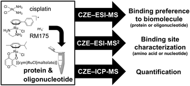Graphical abstract: DNA or protein? Capillary zone electrophoresis–mass spectrometry rapidly elucidates metallodrug binding selectivity