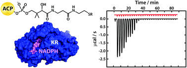 Graphical abstract: Dissecting how modular polyketide synthase ketoreductases interact with acyl carrier protein-attached substrates