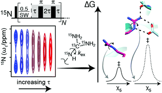 Graphical abstract: Determining rotational dynamics of the guanidino group of arginine side chains in proteins by carbon-detected NMR