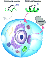 Graphical abstract: An in-tether chiral center modulates the proapoptotic activity of the KLA peptide