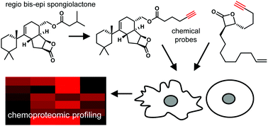 Graphical abstract: Quantitative chemoproteomic profiling reveals multiple target interactions of spongiolactone derivatives in leukemia cells