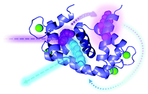 Graphical abstract: Multicolor protein FRET with tryptophan, selective coumarin-cysteine labeling, and genetic acridonylalanine encoding