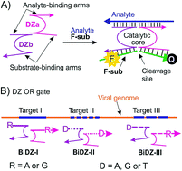 Graphical abstract: A mutation-resistant deoxyribozyme OR gate for highly selective detection of viral nucleic acids