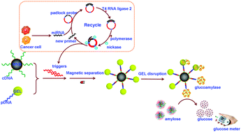 Graphical abstract: Liposome-encoded magnetic beads initiated by padlock exponential rolling circle amplification for portable and accurate quantification of microRNAs