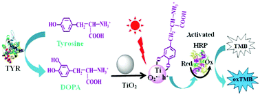 Graphical abstract: A novel photoswitchable enzyme cascade for powerful signal amplification in versatile bioassays