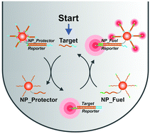 Graphical abstract: Contribution of gold nanoparticles to the catalytic DNA strand displacement in leakage reduction and signal amplification