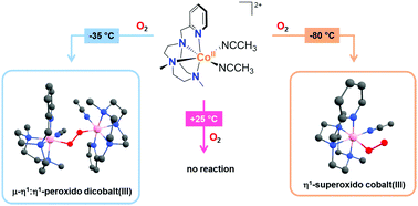 Graphical abstract: Trapping of superoxido cobalt and peroxido dicobalt species formed reversibly from CoII and O2