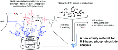 Graphical abstract: Triazolium cyclodextrin click cluster–resin conjugate: an enrichment material for phosphatidylinositol (3,4,5)-triphosphate