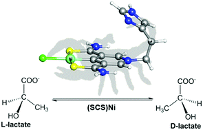 Graphical abstract: A bio-inspired design and computational prediction of scorpion-like SCS nickel pincer complexes for lactate racemization