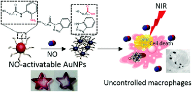 Graphical abstract: Nitric oxide-activatable gold nanoparticles for specific targeting and photo-thermal ablation of macrophages