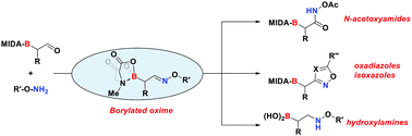 Graphical abstract: Borylated oximes: versatile building blocks for organic synthesis