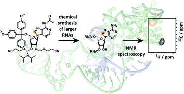 Graphical abstract: Chemical synthesis and NMR spectroscopy of long stable isotope labelled RNA