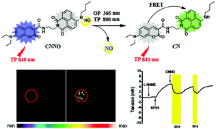 Graphical abstract: A two-photon excitable and ratiometric fluorogenic nitric oxide photoreleaser and its biological applications