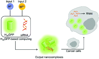 Graphical abstract: Surface charge tuneable fluorescent protein-based logic gates for smart delivery of nucleic acids