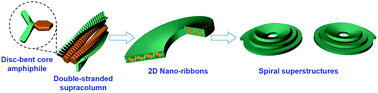 Graphical abstract: Shape effect-induced spiral superstructures in a self-assembled achiral disc-bent core amphiphile