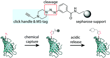 Graphical abstract: Target and identify: triazene linker helps identify azidation sites of labelled proteins via click and cleave strategy
