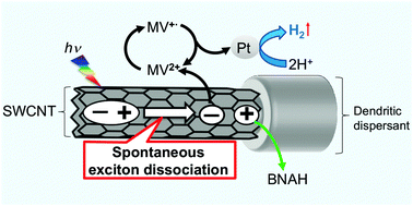 Graphical abstract: Photo-induced H2 evolution from water via the dissociation of excitons in water-dispersible single-walled carbon nanotube sensitizers