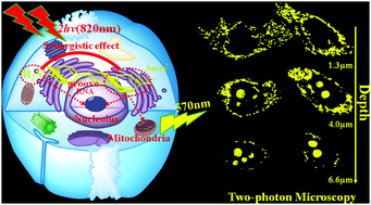 Graphical abstract: Water-soluble small-molecule probes for RNA based on a two-photon fluorescence “off–on” process: systematic analysis in live cell imaging and understanding of structure–activity relationships