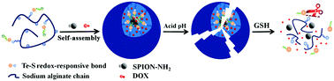 Graphical abstract: A tellurylsulfide bond-containing redox-responsive superparamagnetic nanogel with acid-responsiveness for efficient anticancer therapy