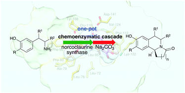 Graphical abstract: One-pot chemoenzymatic synthesis of trolline and tetrahydroisoquinoline analogues